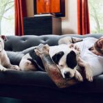 Dave Bautista Instagram - Daddy’s Home #rescuedogs #pitbulls #goodtobehome