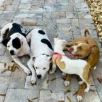 Dave Bautista Instagram - My Happy Place #DogDad #Rescues Tampa Florida