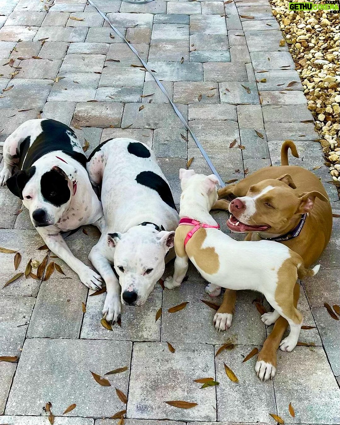 Dave Bautista Instagram - My Happy Place #DogDad #Rescues Tampa Florida