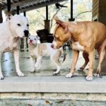 Dave Bautista Instagram – My Happy Place #DogDad #Rescues Tampa Florida