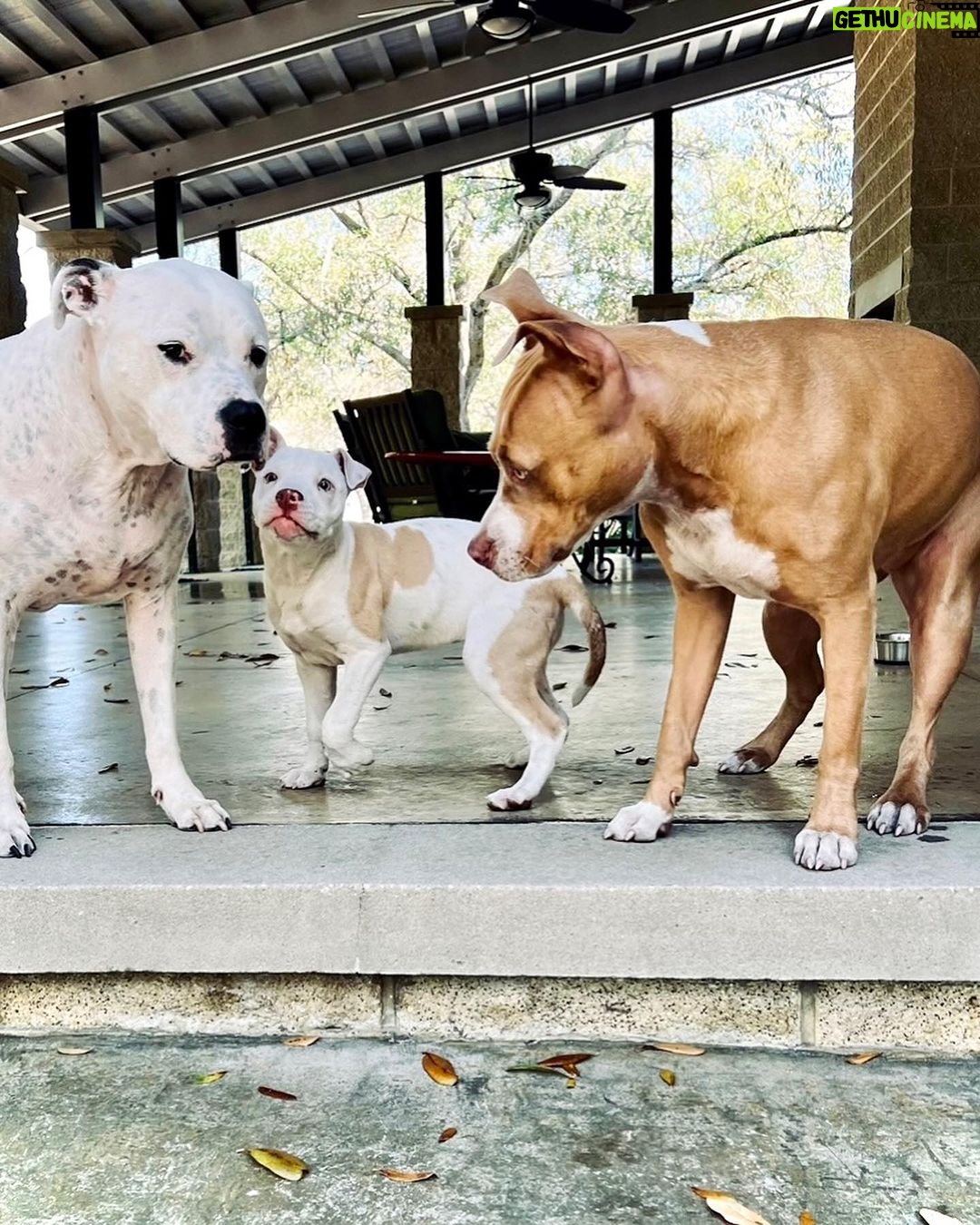 Dave Bautista Instagram - My Happy Place #DogDad #Rescues Tampa Florida