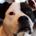 Dave Bautista Instagram – My Happy Place #DogDad #Rescues Tampa Florida