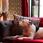 Dave Bautista Instagram - My Happy Place #DogDad #Rescues Tampa Florida