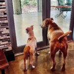 Dave Bautista Instagram – My Happy Place #DogDad #Rescues Tampa Florida