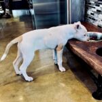 Dave Bautista Instagram – My Happy Place #DogDad #Rescues Tampa Florida