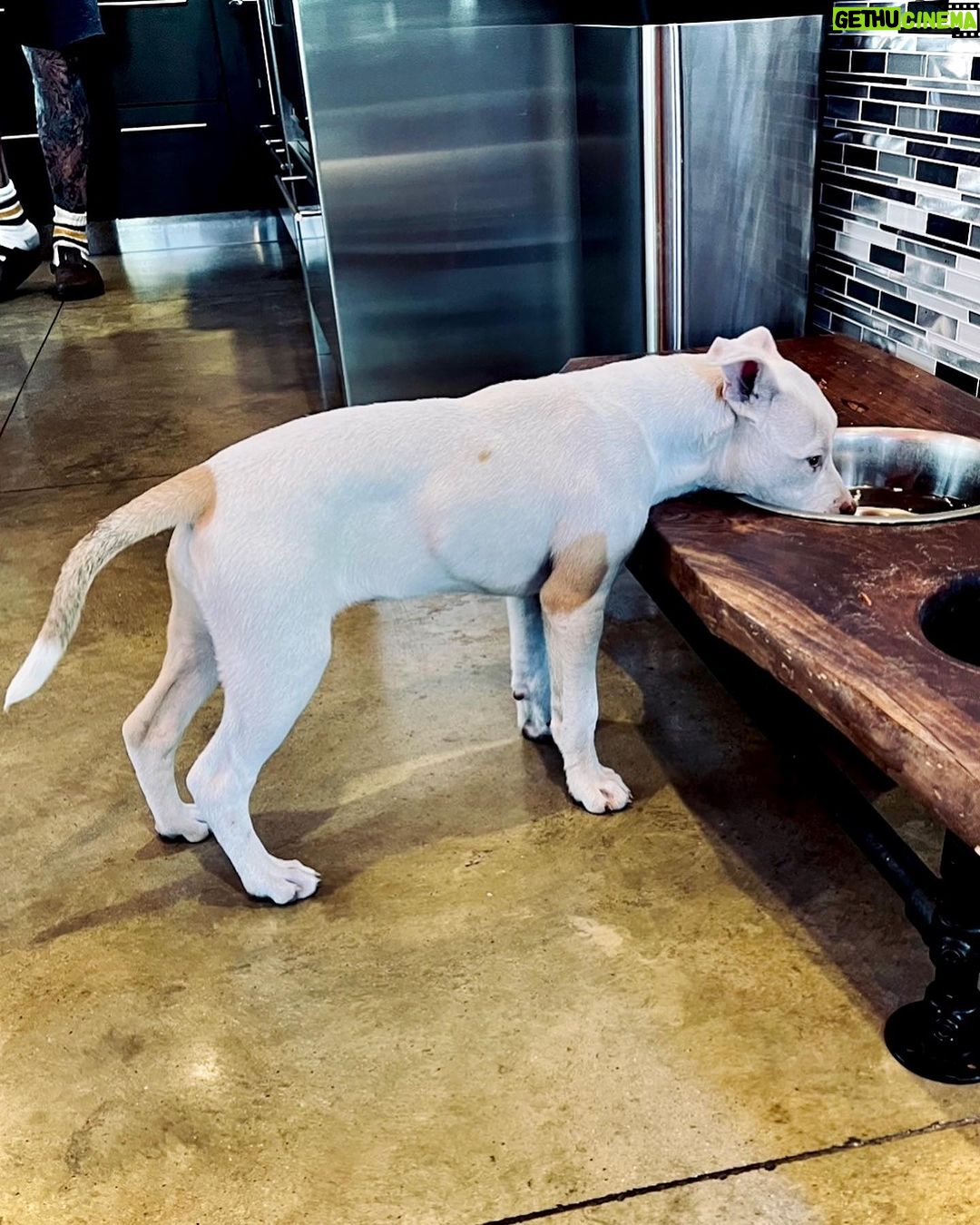 Dave Bautista Instagram - My Happy Place #DogDad #Rescues Tampa Florida