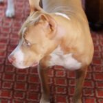 Dave Bautista Instagram – My Happy Place #DogDad #Rescues Tampa Florida