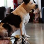 Dave Bautista Instagram – My Happy Place #DogDad #Rescues Tampa Florida