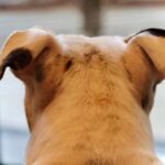 Dave Bautista Instagram – My Happy Place #DogDad #Rescues Tampa Florida