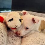 Dave Bautista Instagram - Hey all, I'd like you to meet the newest member of my Valentine’s day crew, Talulah Bautista! Big love to @prattprattpratt for introducing me to @milliebobbybrown and @joeysfriends22 - Thanks to Millie’s love for rescue animals she made it all possible for me to adopt and give Talulah a forever home! I’m so grateful, thank you! Welcome to the family Talulah! #adoptdontshop #HappyValentinesDay to everyone!