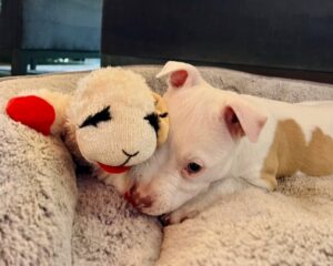 Dave Bautista Instagram - Hey all, I'd like you to meet the newest member of my Valentine’s day crew, Talulah Bautista! Big love to @prattprattpratt for introducing me to @milliebobbybrown and @joeysfriends22 - Thanks to Millie’s love for rescue animals she made it all possible for me to adopt and give Talulah a forever home! I’m so grateful, thank you! Welcome to the family Talulah! #adoptdontshop 

#HappyValentinesDay to everyone!