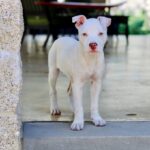 Dave Bautista Instagram - Hey all, I'd like you to meet the newest member of my Valentine’s day crew, Talulah Bautista! Big love to @prattprattpratt for introducing me to @milliebobbybrown and @joeysfriends22 - Thanks to Millie’s love for rescue animals she made it all possible for me to adopt and give Talulah a forever home! I’m so grateful, thank you! Welcome to the family Talulah! #adoptdontshop #HappyValentinesDay to everyone!