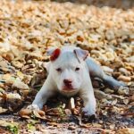 Dave Bautista Instagram - Hey all, I'd like you to meet the newest member of my Valentine’s day crew, Talulah Bautista! Big love to @prattprattpratt for introducing me to @milliebobbybrown and @joeysfriends22 - Thanks to Millie’s love for rescue animals she made it all possible for me to adopt and give Talulah a forever home! I’m so grateful, thank you! Welcome to the family Talulah! #adoptdontshop #HappyValentinesDay to everyone!