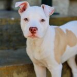 Dave Bautista Instagram - Hey all, I'd like you to meet the newest member of my Valentine’s day crew, Talulah Bautista! Big love to @prattprattpratt for introducing me to @milliebobbybrown and @joeysfriends22 - Thanks to Millie’s love for rescue animals she made it all possible for me to adopt and give Talulah a forever home! I’m so grateful, thank you! Welcome to the family Talulah! #adoptdontshop #HappyValentinesDay to everyone!