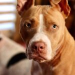 Dave Bautista Instagram - Sheltered dogs don’t mean they’re damaged, it means humans have let them down. Rescued is my favorite breed. #ShelteredPetsDay #Penny