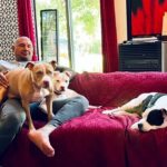 Dave Bautista Instagram - Daddy’s Home #rescuedogs #pitbulls #goodtobehome