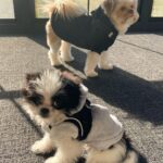 Dave Coulier Instagram – Lately. 

#coolerbuild #coolerdays #homebuild #dogsofinstagram #imagesbymelissacoulier