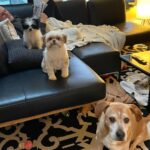Dave Coulier Instagram – Lately. 

#coolerbuild #coolerdays #homebuild #dogsofinstagram #imagesbymelissacoulier