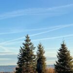 Dave Coulier Instagram - Research shows that spending time around trees provides a wide range of human health benefits, from lowering stress to improving cognition and boosting longevity. We are getting these beautiful Norways in before it freezes. Building our own little forest that benefits our health. #coolerbuild #diy #plantingtrees