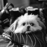 Dave Coulier Instagram - Ziggy is patiently waiting for tonight’s skate. #coolerdogs #mondayskatenight #mondaymovement