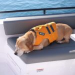 Dave Coulier Instagram - The simplest things in life bring the most joy. Exploring with our dogs, a bike ride, a swim, and a sunset. #captaincooler #greatoutdoors #boatlife #dogsofinstagram Lake Huron, Mi