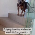 Dave Portnoy Instagram - Miss Peaches is so brave! She graduated steps class today! @famousmisspeaches