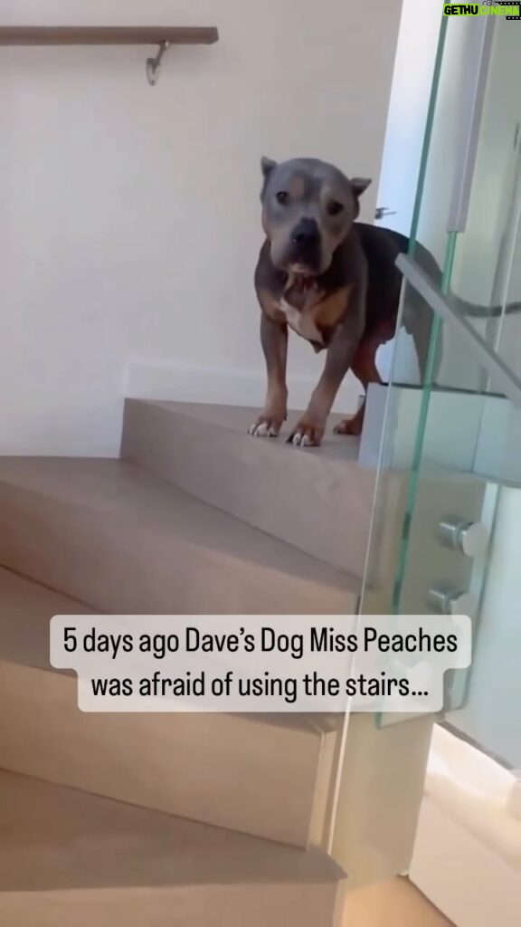 Dave Portnoy Instagram - Miss Peaches is so brave! She graduated steps class today! @famousmisspeaches