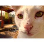 David Castañeda Instagram - I like you. I'll let you live. #Cat