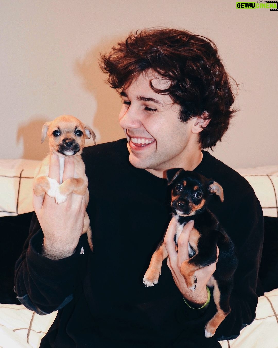 David Dobrik Instagram One of us won’t stop peeing on the rug Gethu