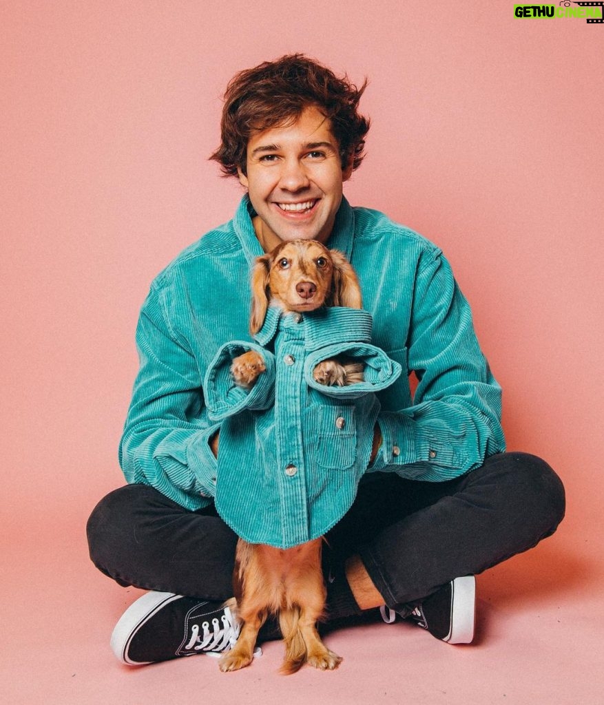 David Dobrik Instagram - My favorite tiktokers to collab with are dogs