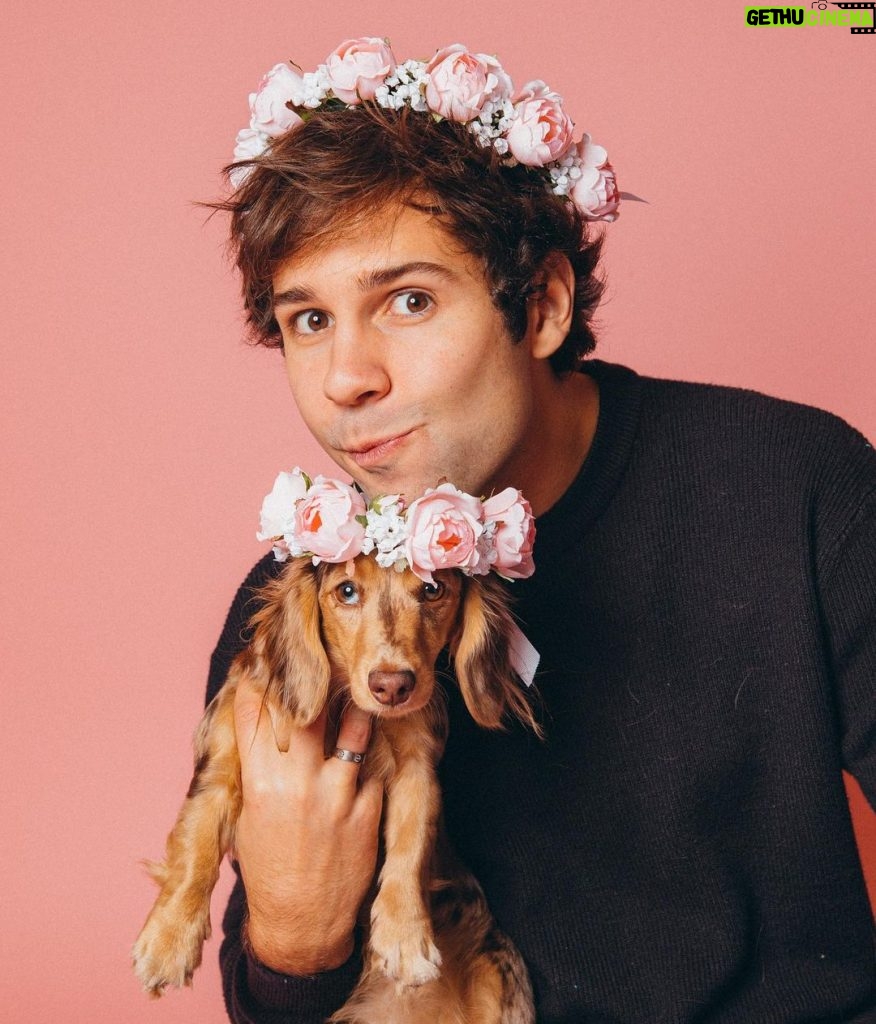 David Dobrik Instagram - My favorite tiktokers to collab with are dogs