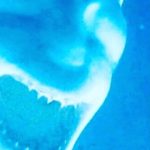 David Harbour Instagram - Shark. Highly evolved apex predator. Been around for hundreds of millions of years. Upside down. Inverted.