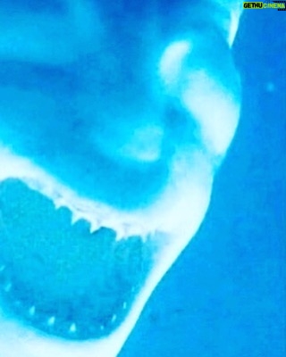 David Harbour Instagram - Shark. Highly evolved apex predator. Been around for hundreds of millions of years. Upside down. Inverted.
