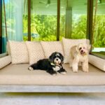 David Ortiz Instagram - Smart,beautiful and unique that’s the way l describe my baby girl fox, a lot of personality. R.I.P daddy will always love you❤️❤️❤️