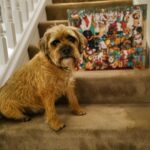 David Walliams Instagram - Ernie & his advent calendar.