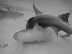 David Walliams Instagram - Sharks mating.