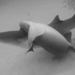 David Walliams Instagram – Sharks mating.