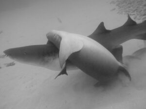 David Walliams Instagram - Sharks mating.