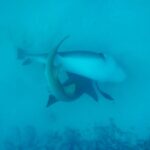 David Walliams Instagram – Sharks mating.