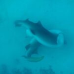 David Walliams Instagram – Sharks mating.