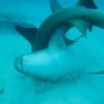 David Walliams Instagram – Sharks mating.