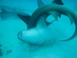 David Walliams Instagram - Sharks mating.