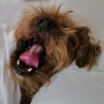 David Walliams Instagram – Good morning.