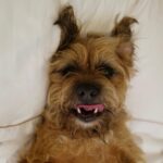 David Walliams Instagram – My little Ern.