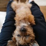 David Walliams Instagram - Ernie.