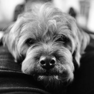 David Walliams Instagram - Helping Daddy write.