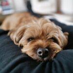 David Walliams Instagram - Helping Daddy write.