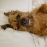 David Walliams Instagram – My little Ern.