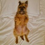 David Walliams Instagram – My little Ern.