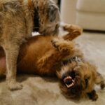 David Walliams Instagram – My little Ern.